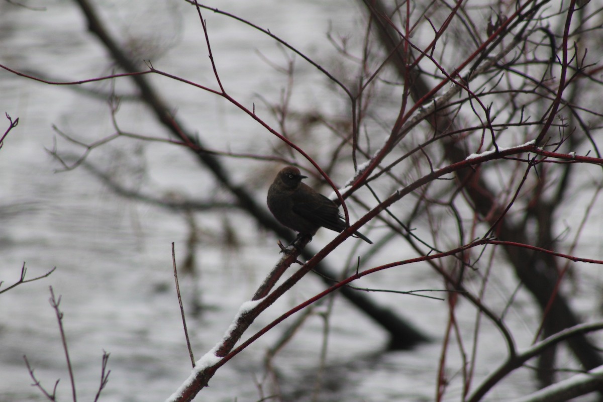 Rusty Blackbird - ML437465111