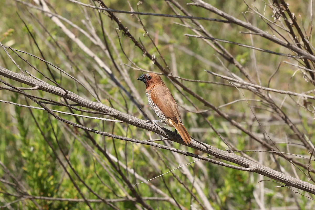 Scaly-breasted Munia - Millie and Peter Thomas