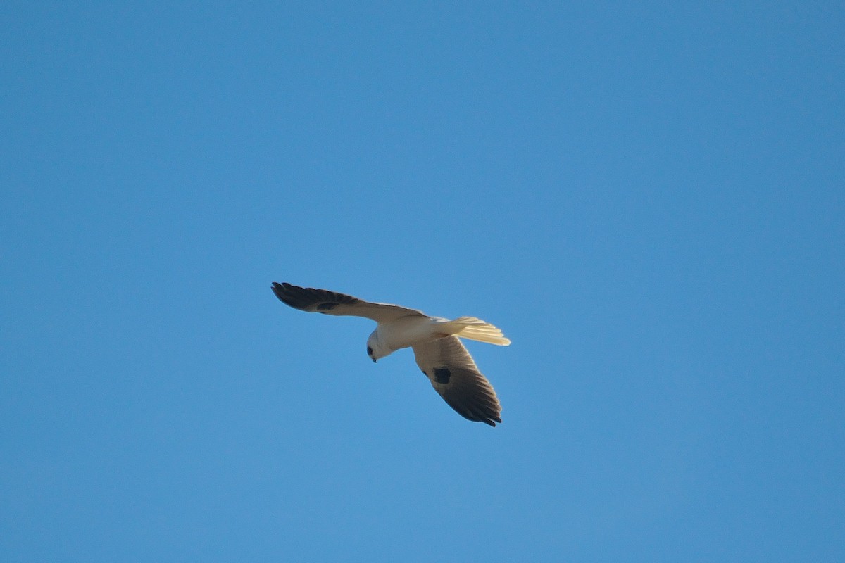 White-tailed Kite - Nathan Cross
