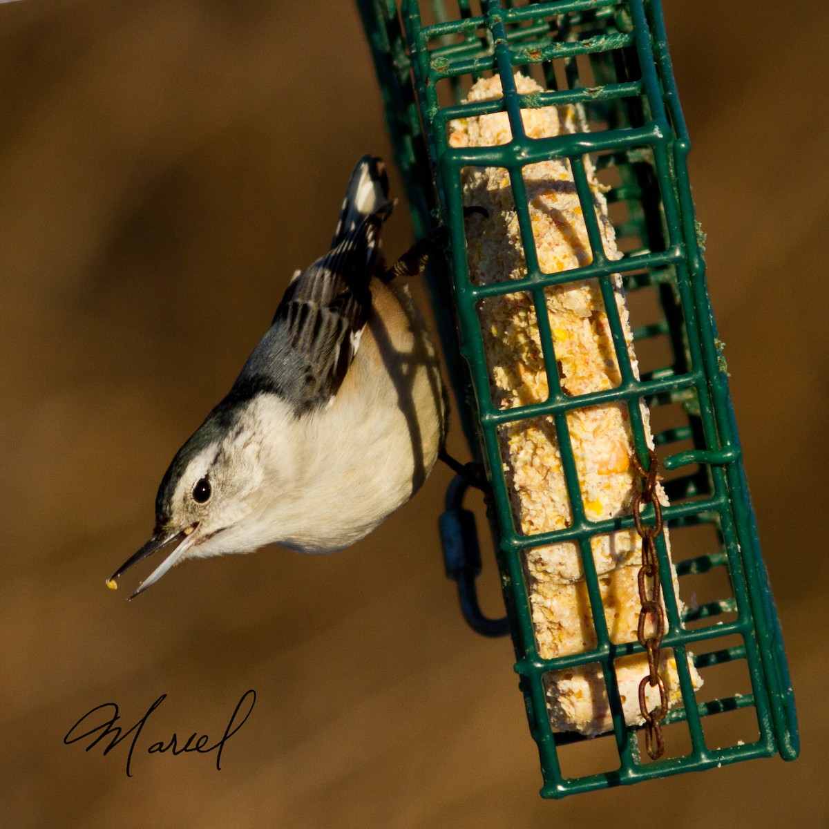 White-breasted Nuthatch - ML43746871
