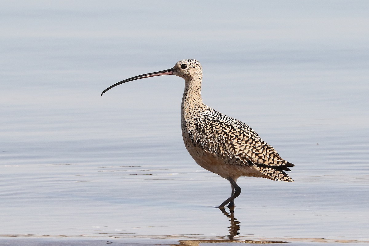 Long-billed Curlew - ML437469221