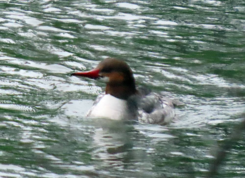 Common Merganser - ML437469281