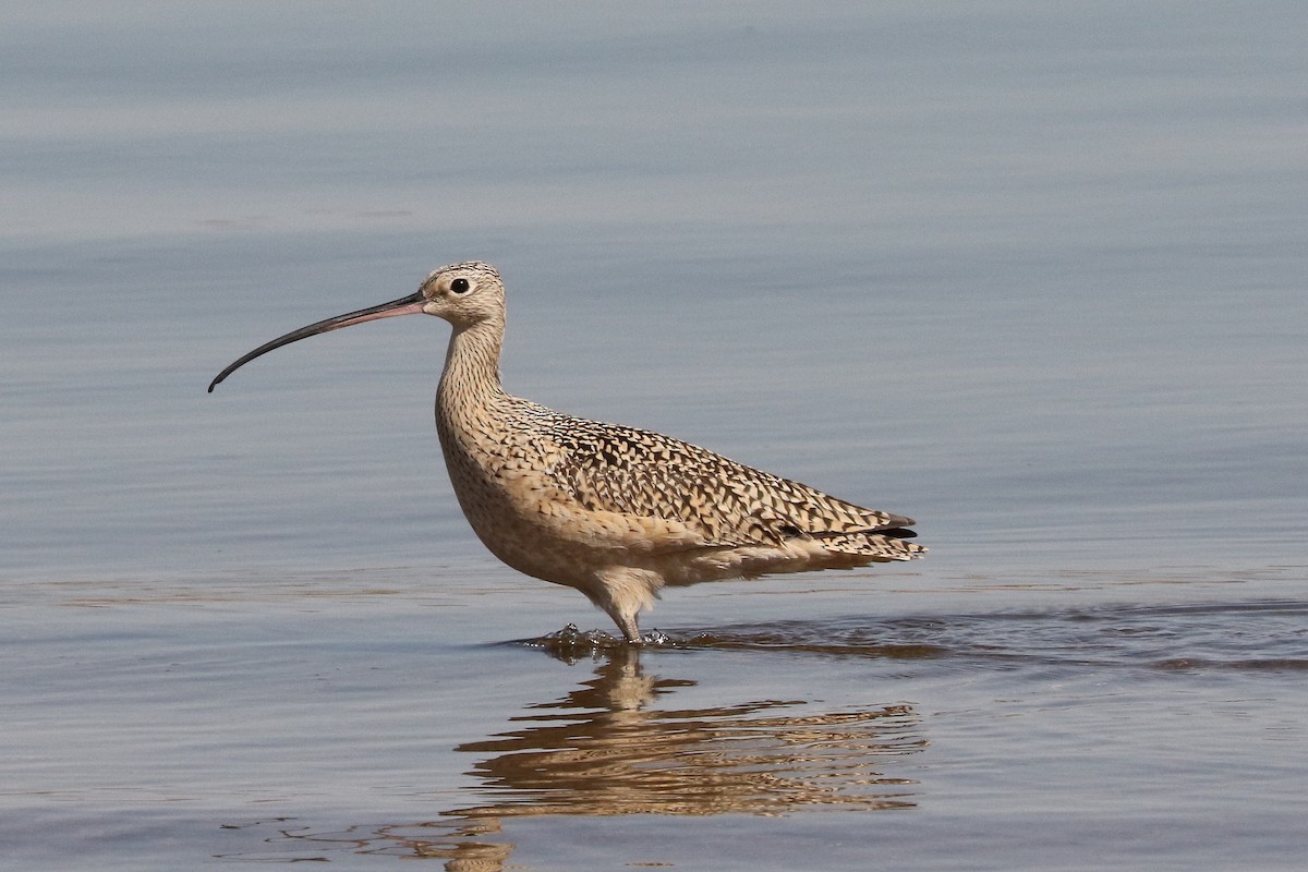 Long-billed Curlew - ML437469311