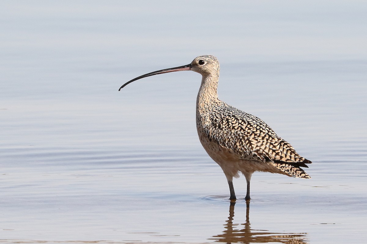 Long-billed Curlew - ML437469351