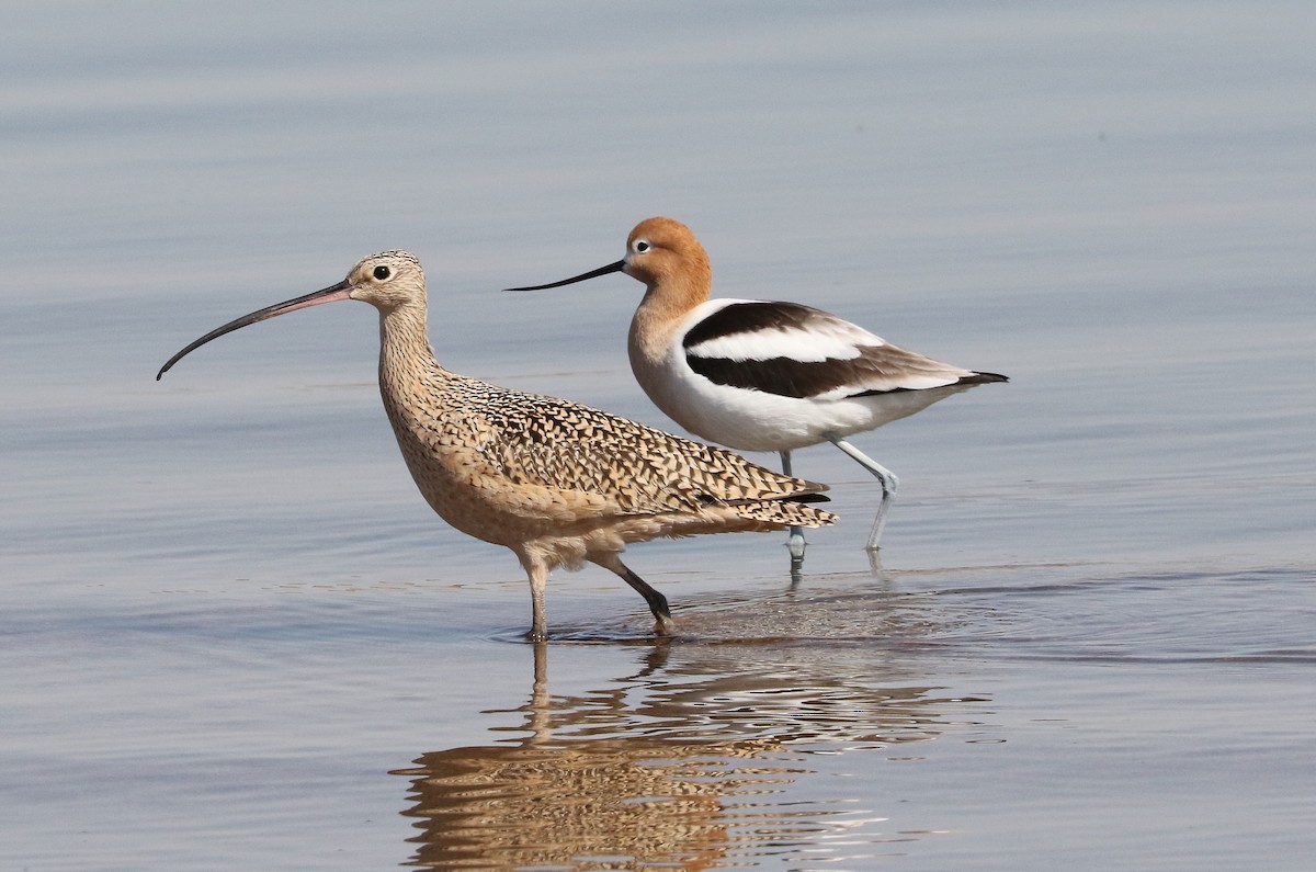 Long-billed Curlew - ML437469361