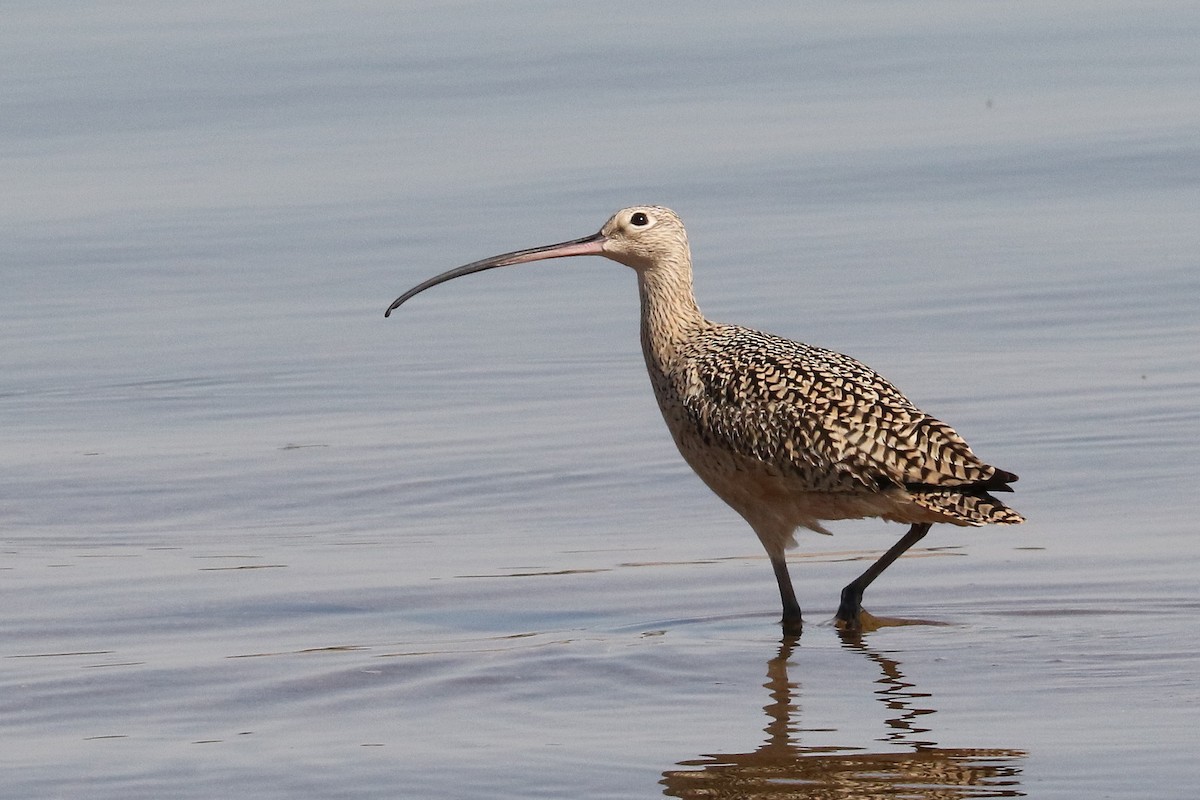 Long-billed Curlew - ML437469381