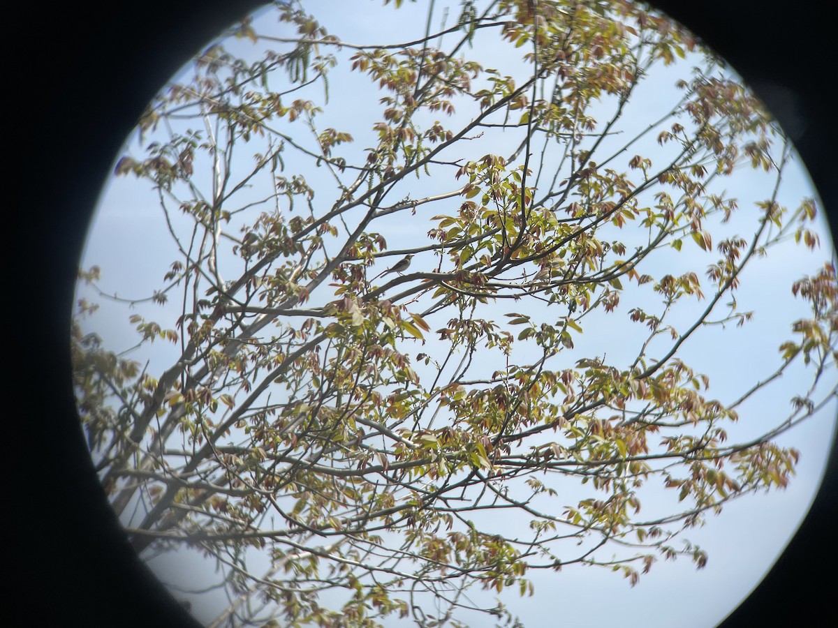 Tree Pipit - ML437471181