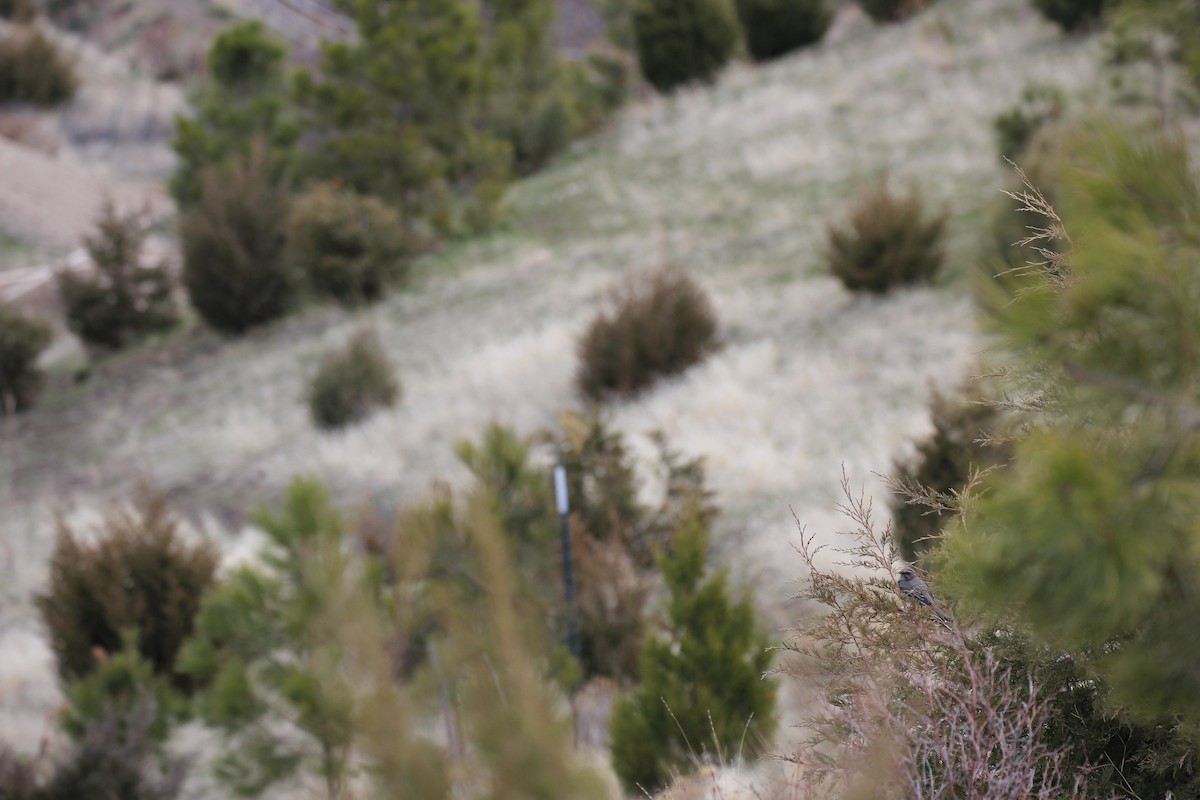 Townsend's Solitaire - ML437471471