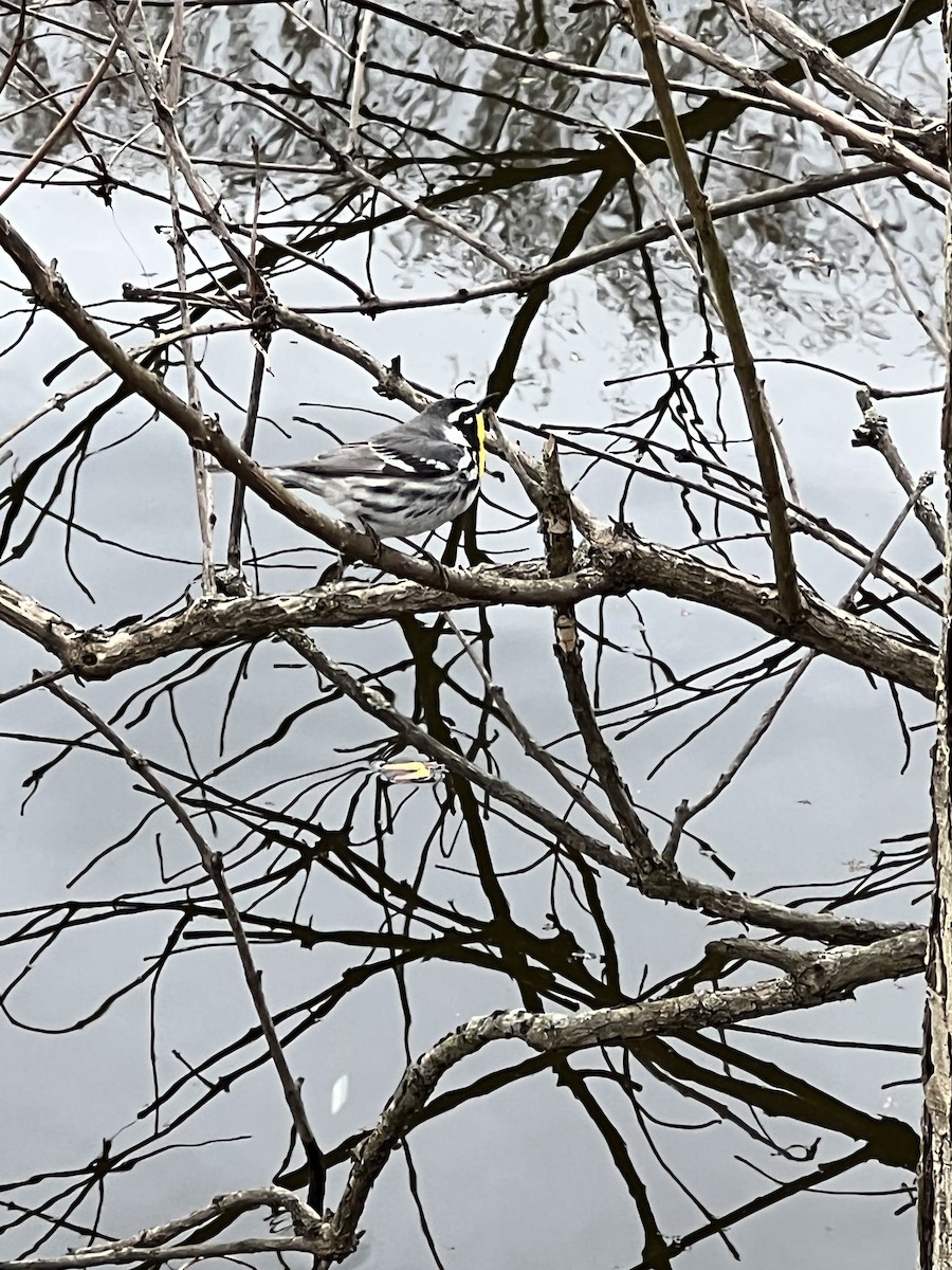 Yellow-throated Warbler - ML437472401
