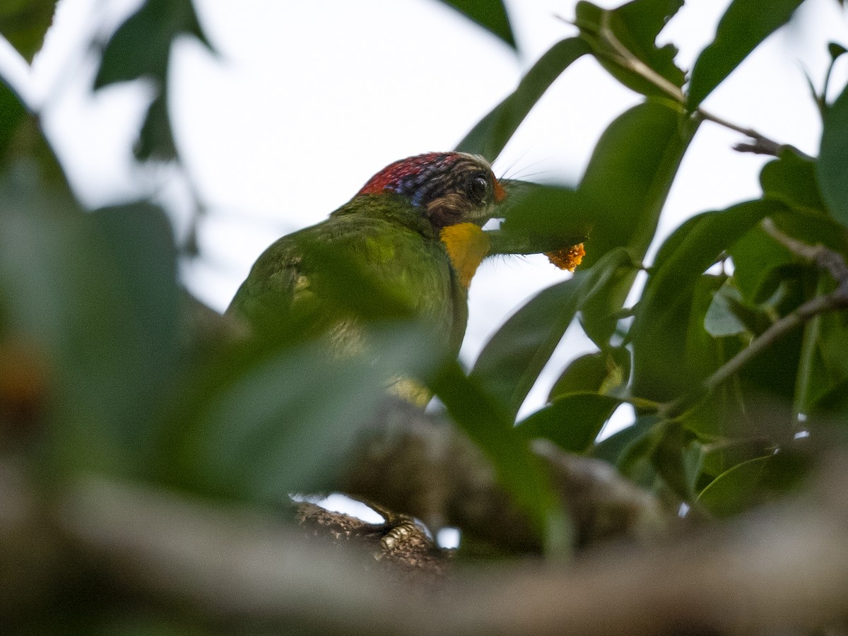 barbet zlatovousý - ML437472571