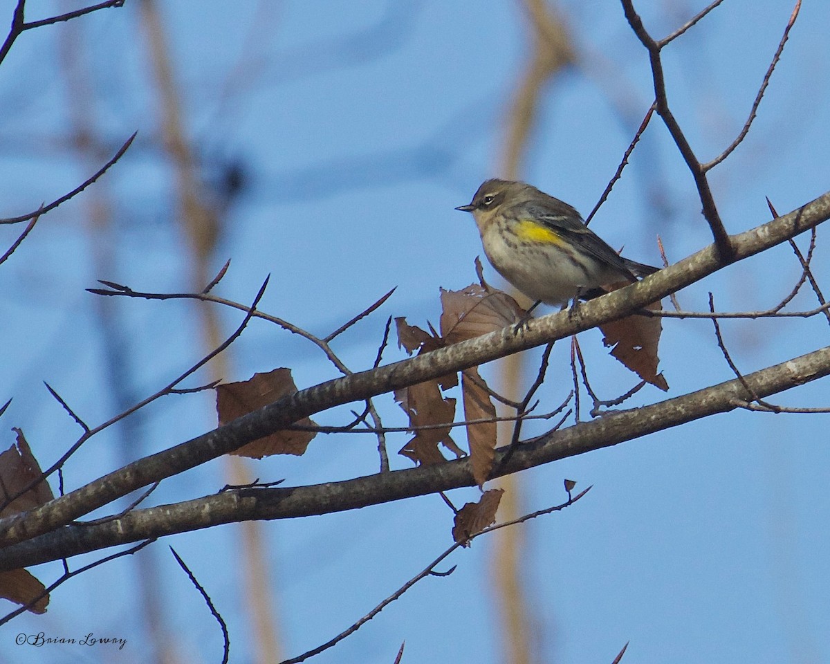 Yellow-rumped Warbler - Brian Lowry