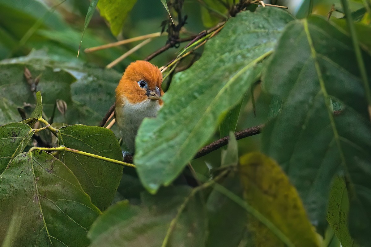 White-breasted Parrotbill - Yogish Holla