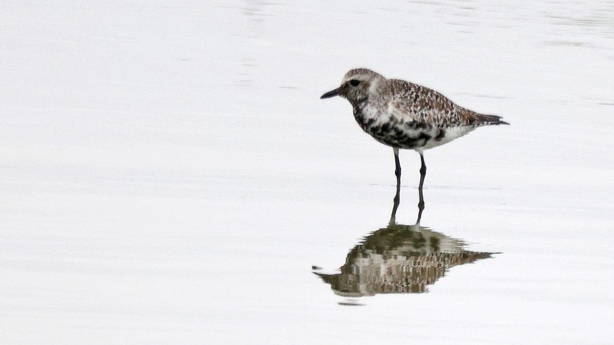 Black-bellied Plover - Curtis McCamy