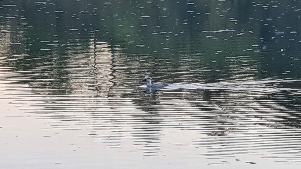 Smew - Pedro J. Leitão