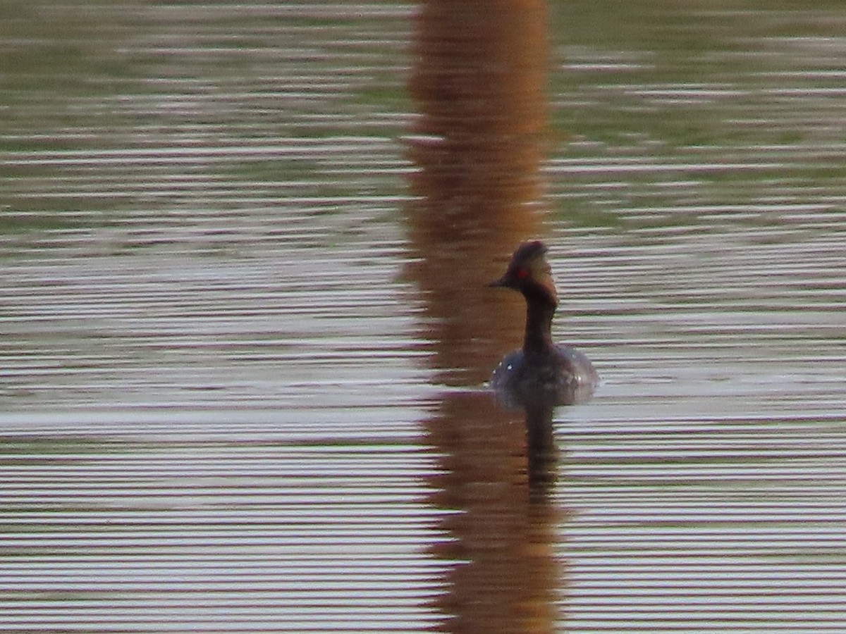 Eared Grebe - ML437475481