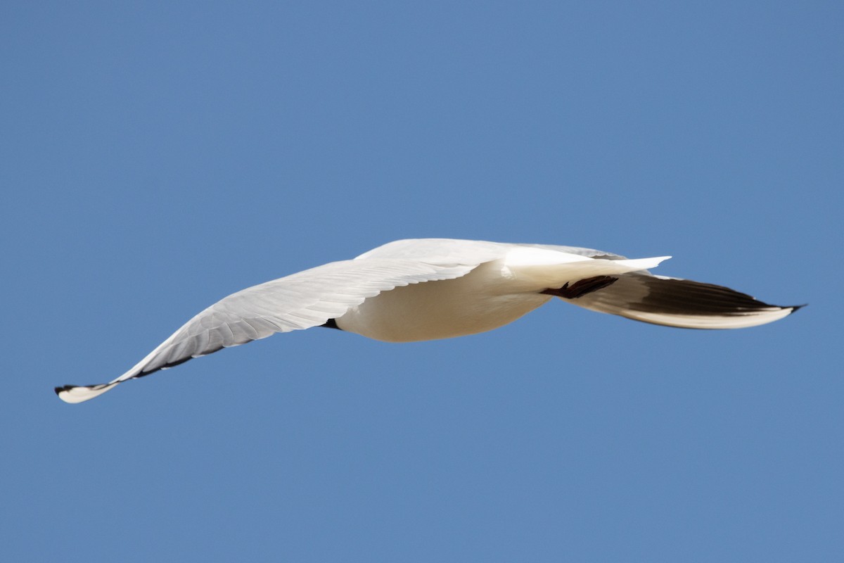 Black-headed Gull - Letty Roedolf Groenenboom