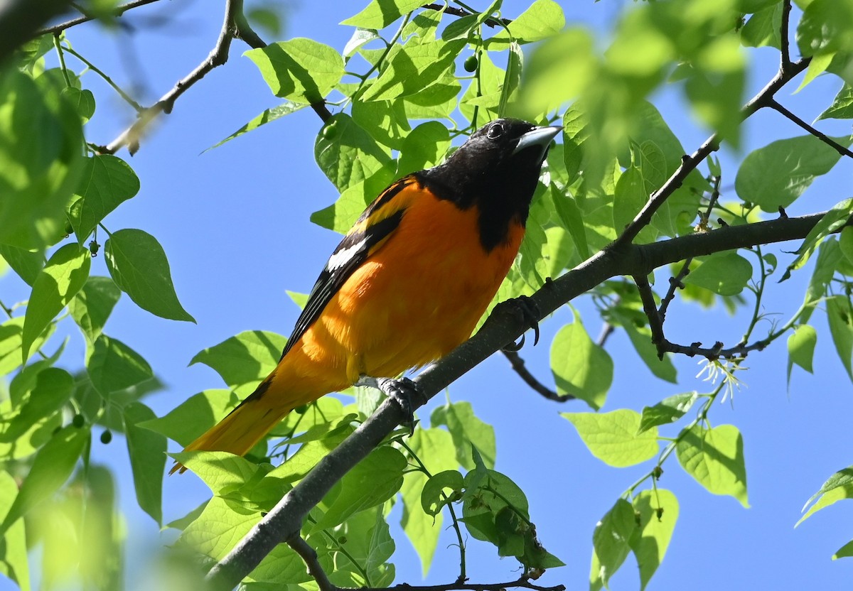 Baltimore Oriole - ML437475941