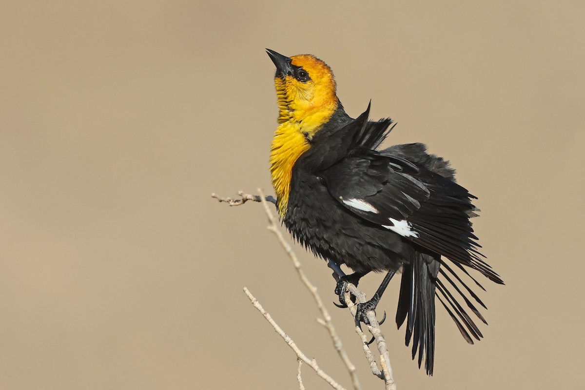 Yellow-headed Blackbird - Volker Hesse