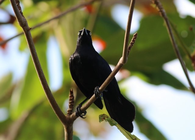 Greater Antillean Grackle - ML437480711