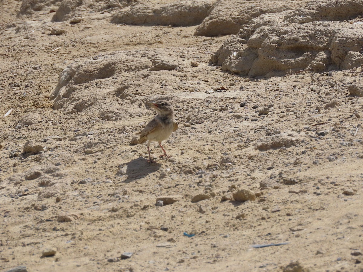 Desert Lark - ML437481691