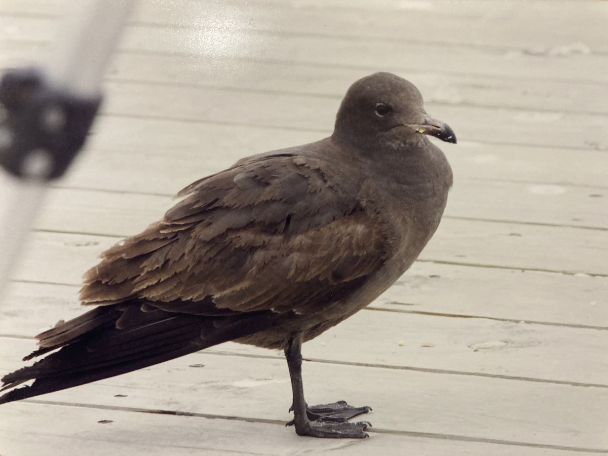 Heermann's Gull - Kevin Kerr