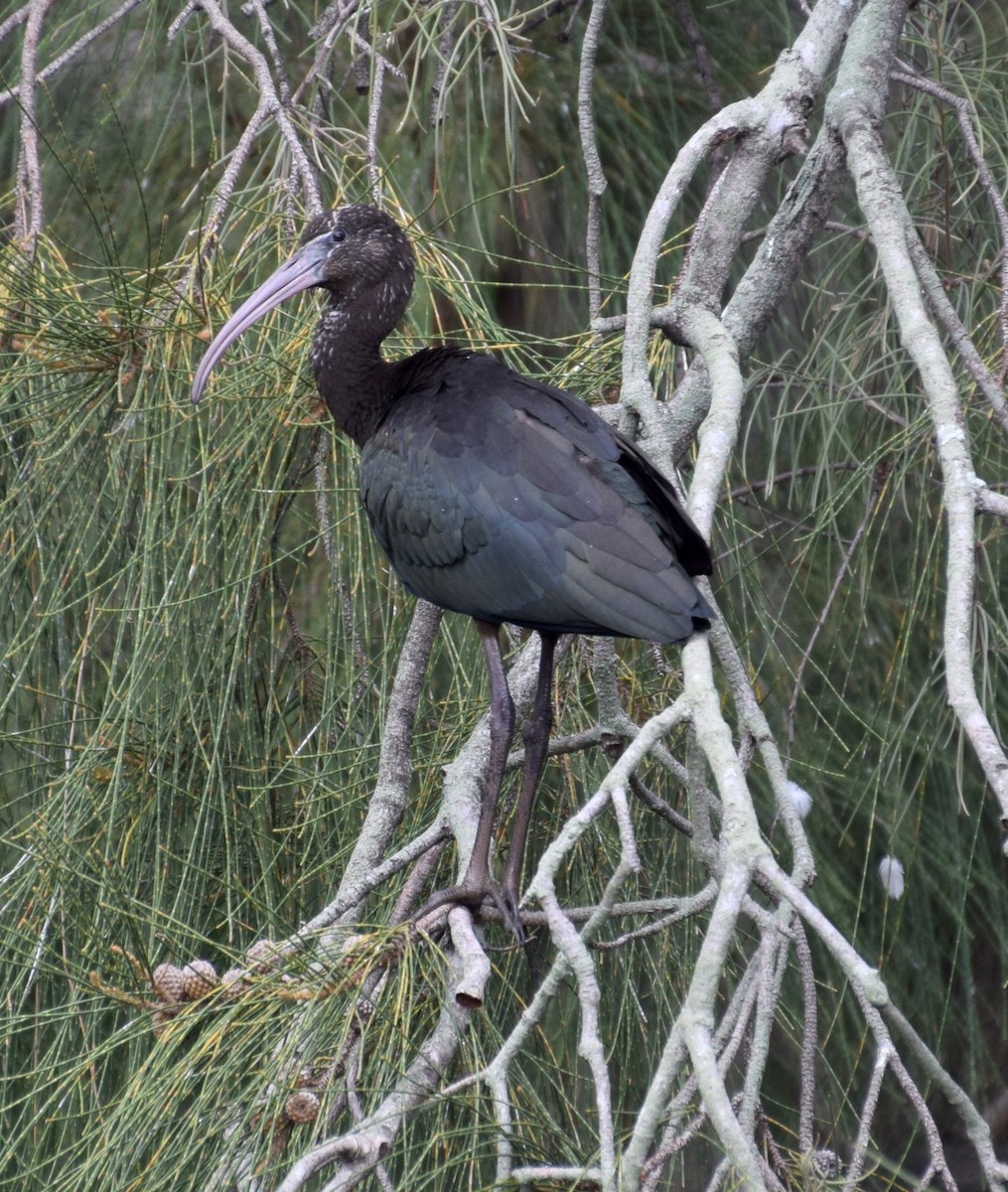 Glossy Ibis - Brian Deans