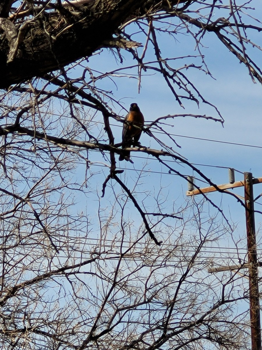 American Robin - ML437486861