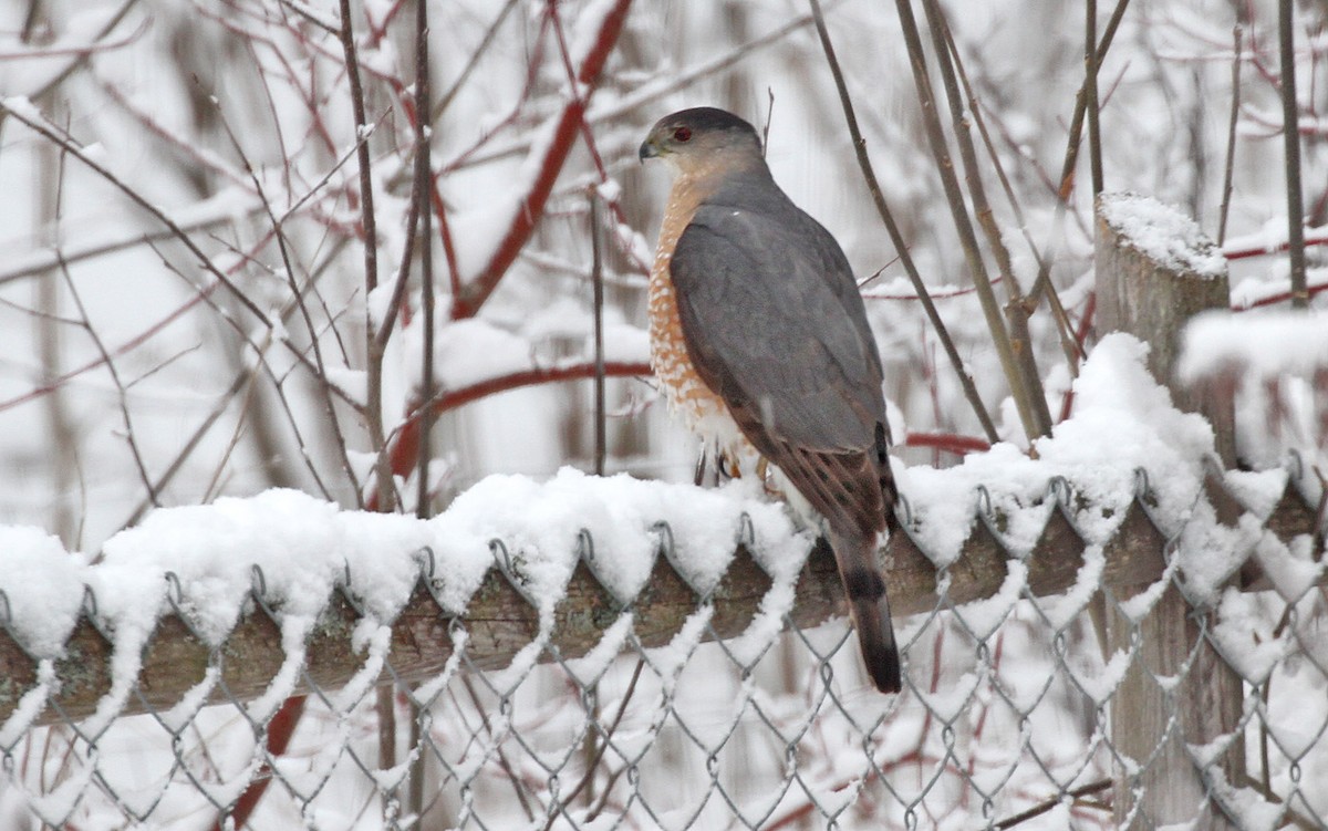 Cooper's Hawk - ML437486941