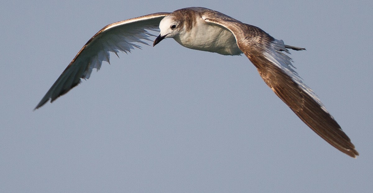 Sabine's Gull - Sig Olsen