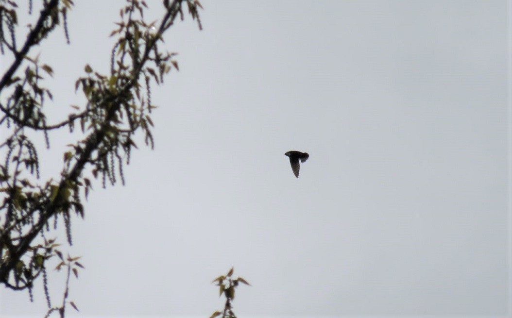 Violet-green Swallow - ML437488221