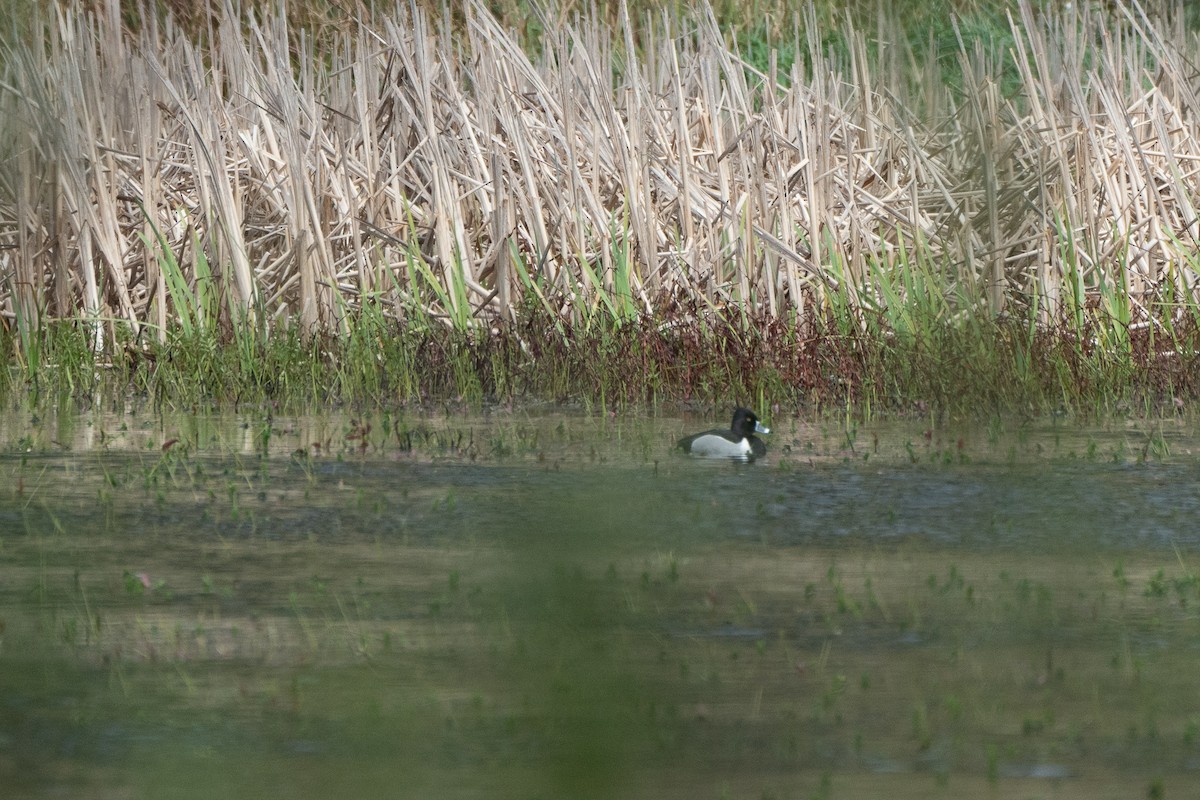 Ring-necked Duck - ML437488231