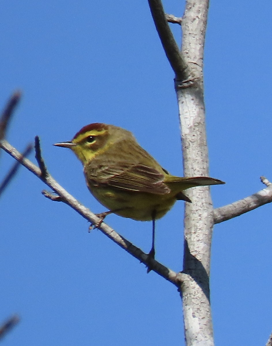 Palm Warbler - ML437489681