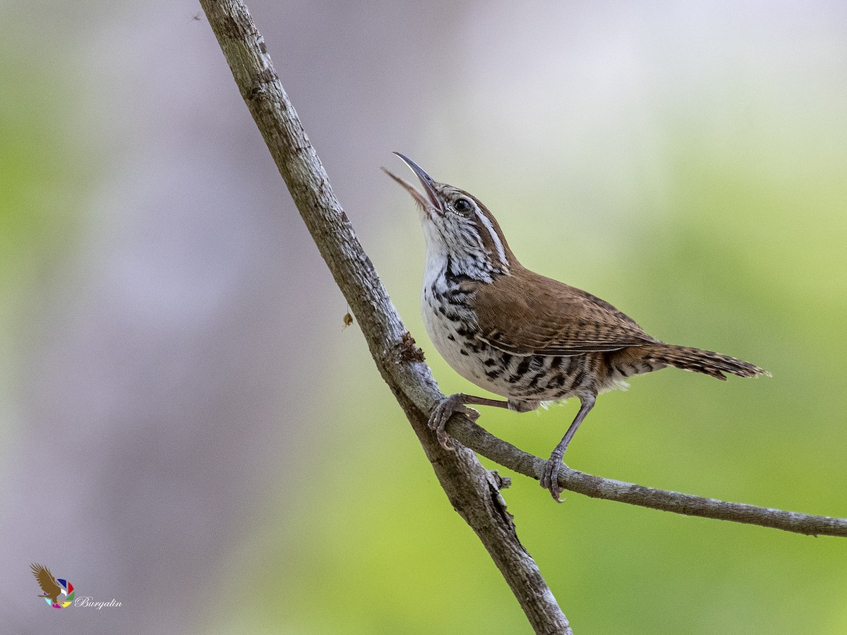 Banded Wren - fernando Burgalin Sequeria