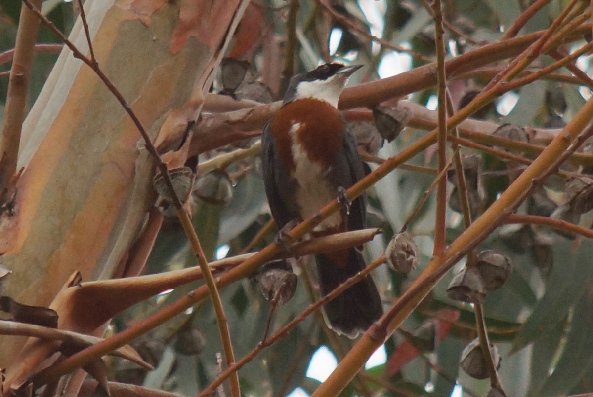 Chestnut-breasted Mountain Finch - ML43749171
