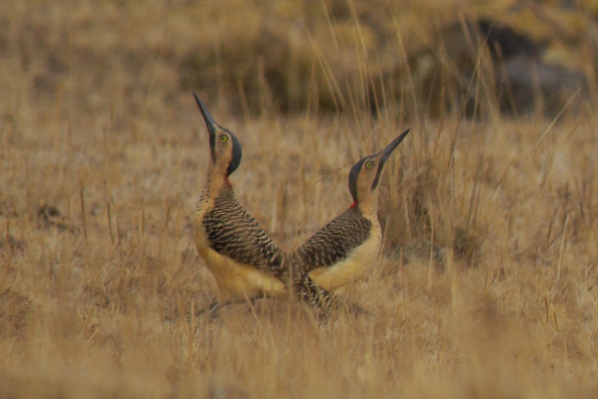 Andean Flicker - ML43749341