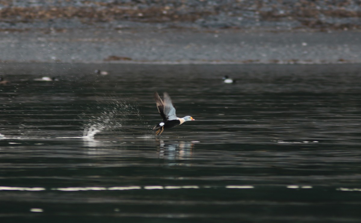 Eider à tête grise - ML437493871