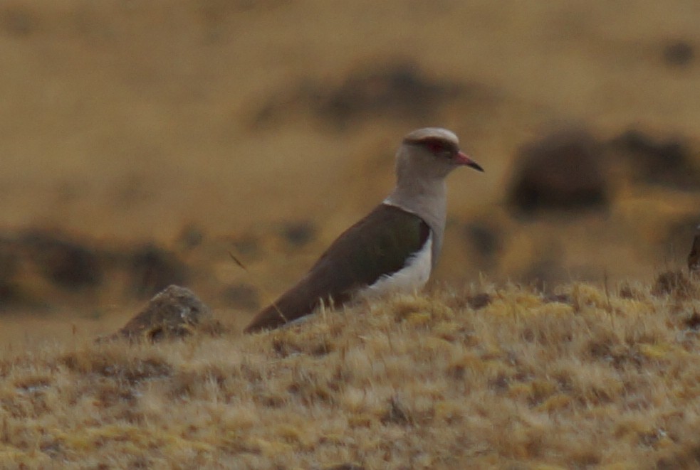 Andean Lapwing - ML43749401