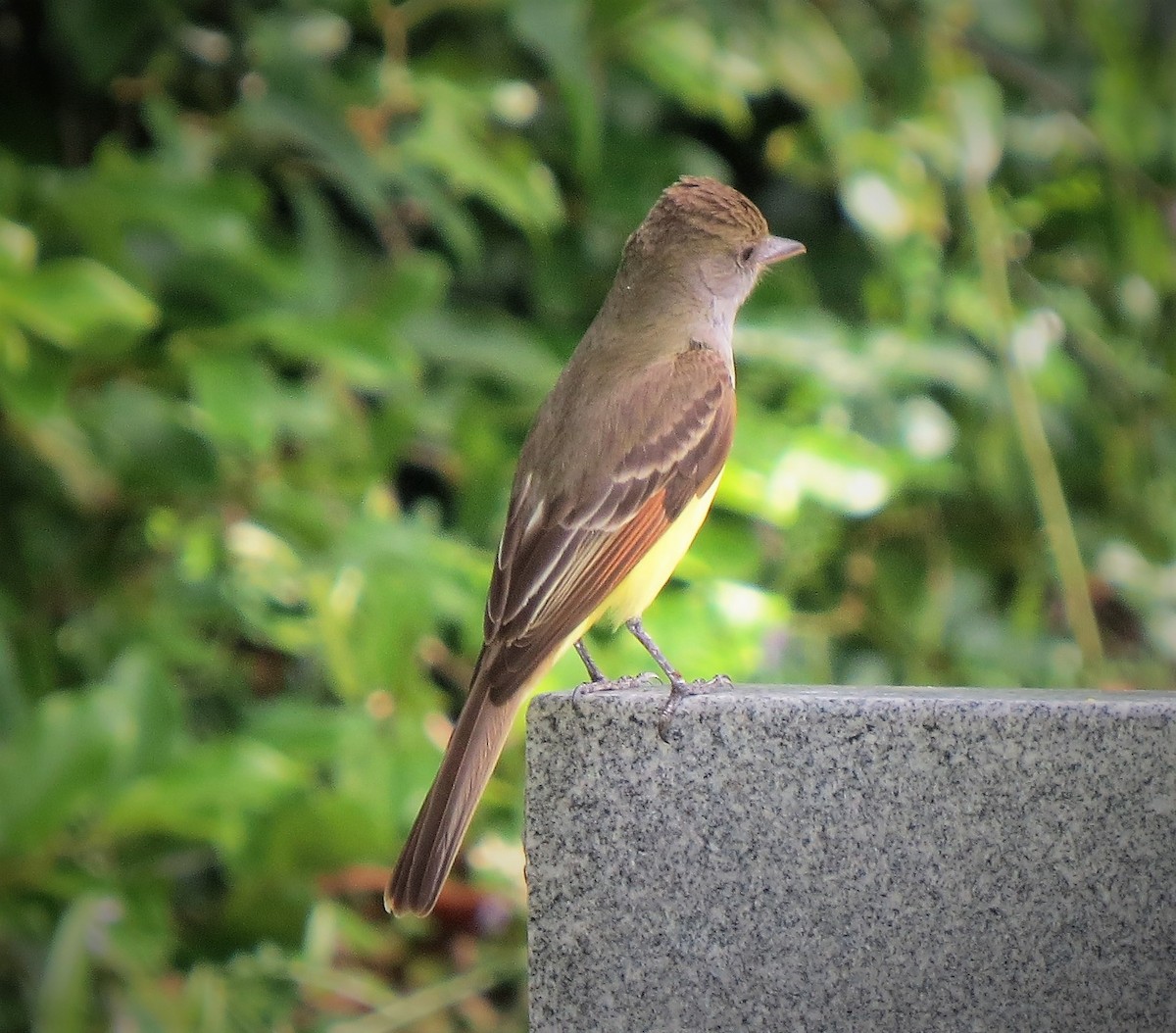 Great Crested Flycatcher - ML437495091