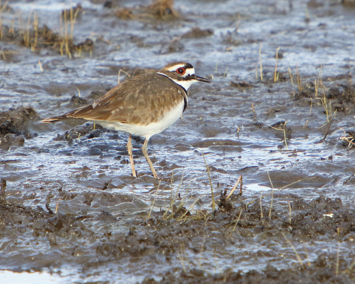 Killdeer - Cullen Clark