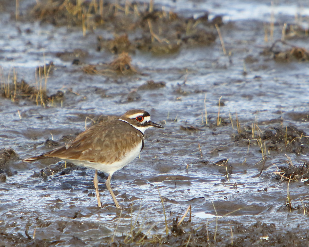 Killdeer - ML437496661