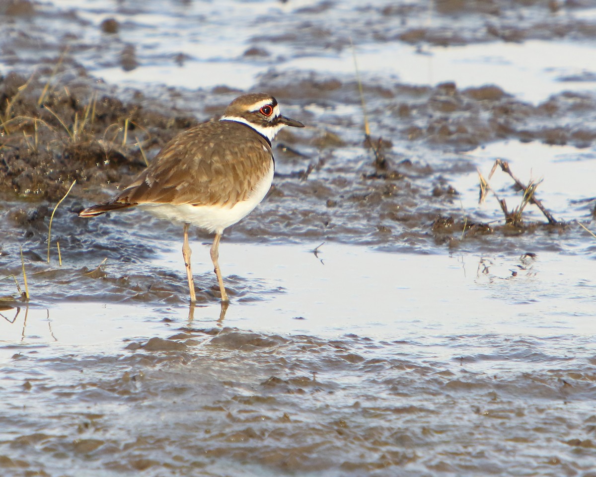 Killdeer - ML437496671