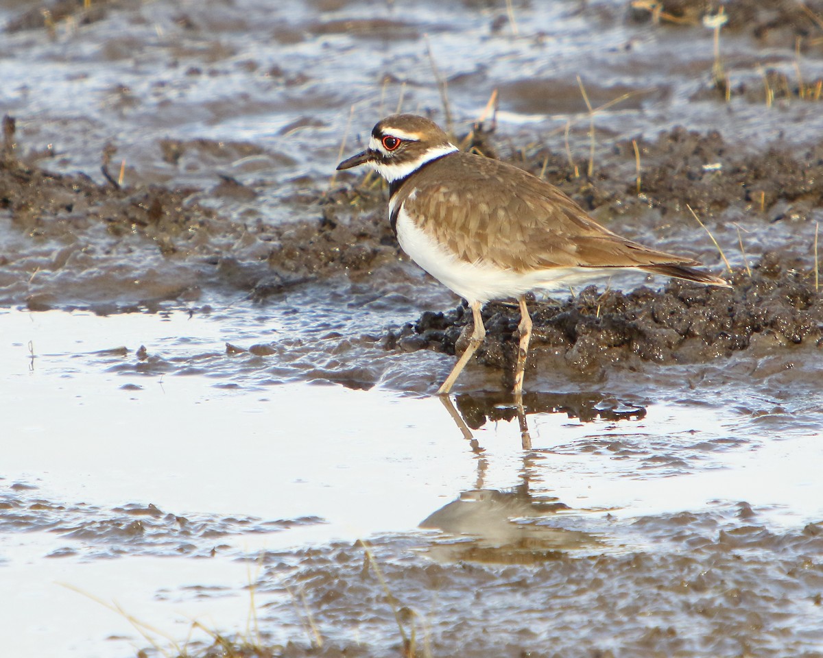 Killdeer - ML437496691