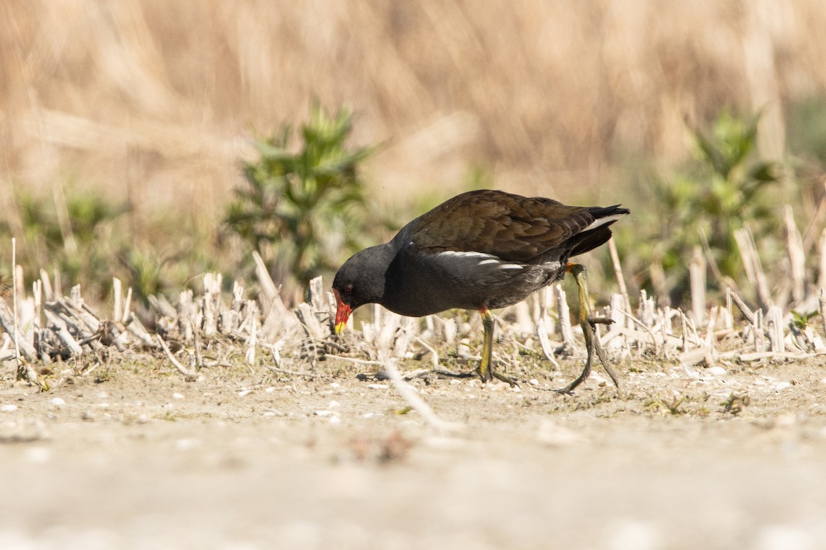 Eurasian Moorhen - Letty Roedolf Groenenboom