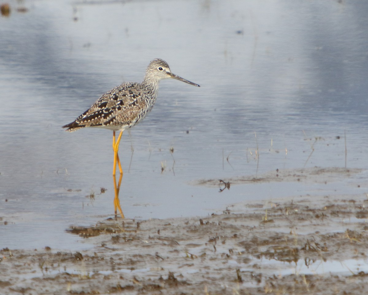 Greater Yellowlegs - ML437496761