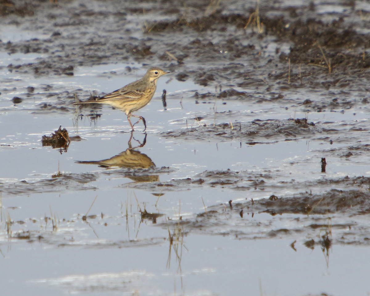 American Pipit - ML437496871