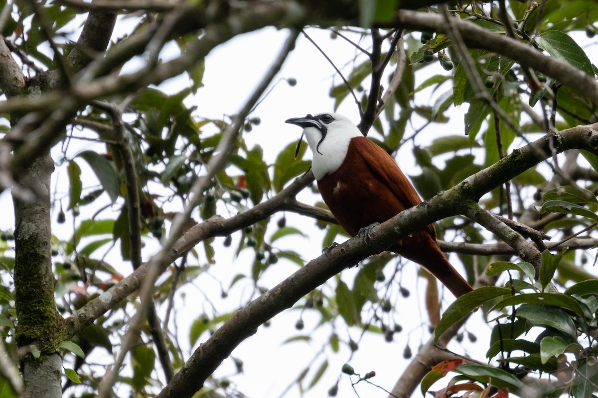 Three-wattled Bellbird - R M