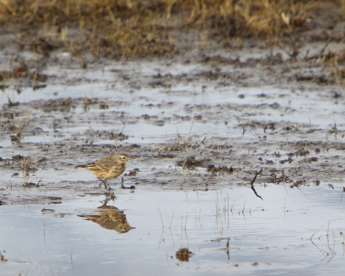 American Pipit - ML437496921