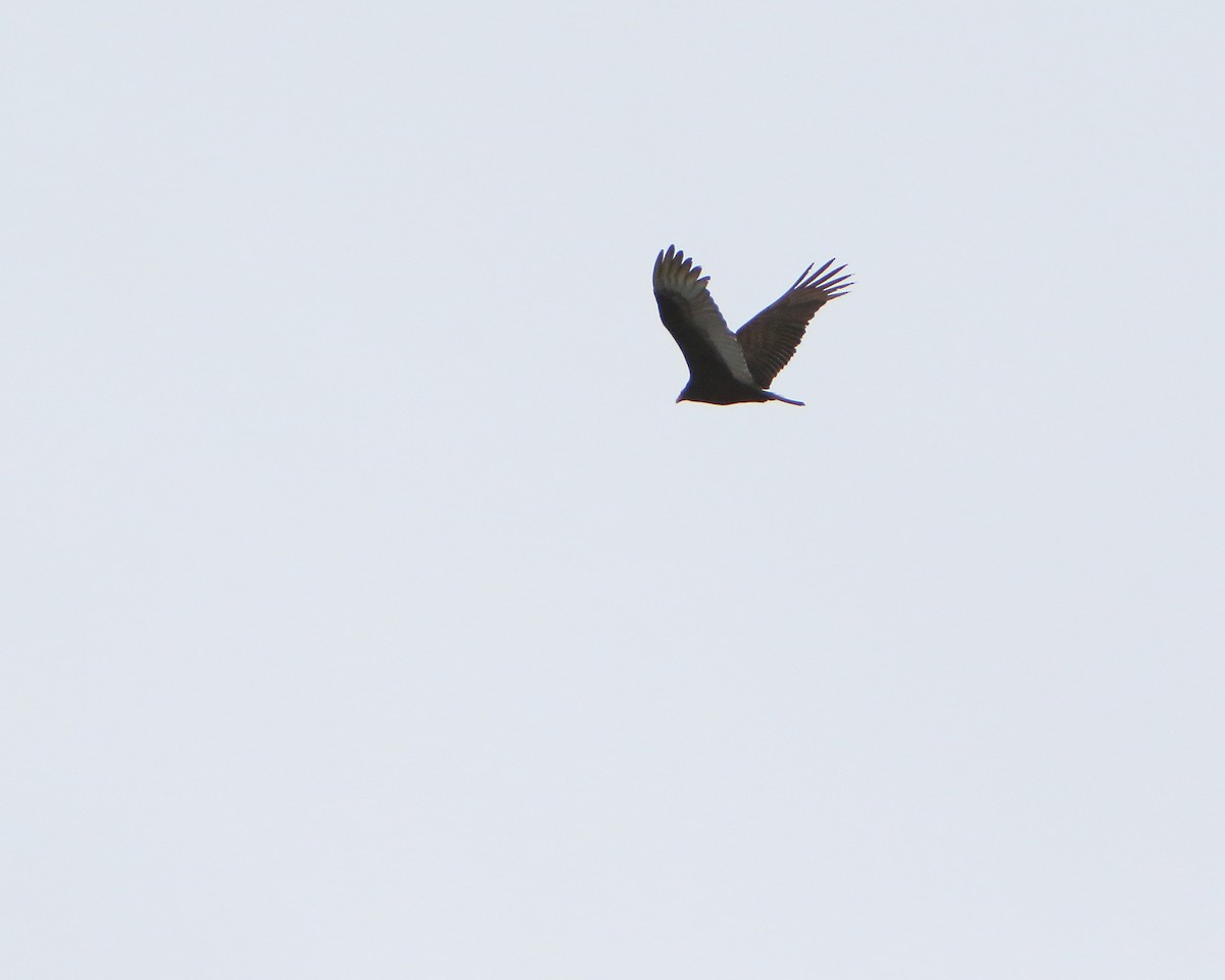 Turkey Vulture - ML437496981