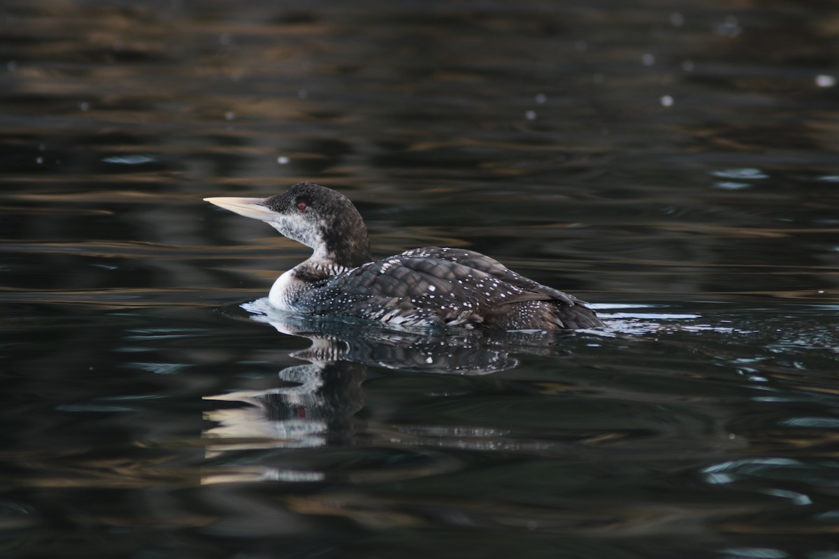 Yellow-billed Loon - ML437497011