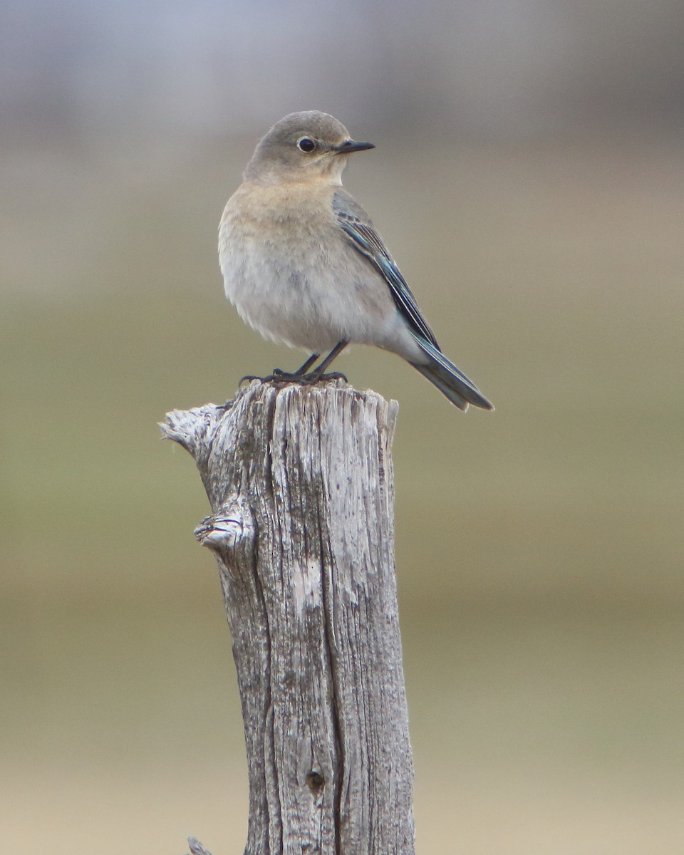 Mountain Bluebird - ML437497141